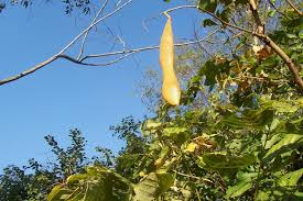 Image result for Millettia stuhlmannii