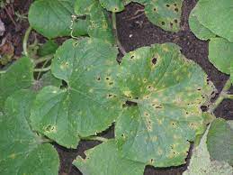 What S Wrong With My Plant Garden University Of Minnesota Extension