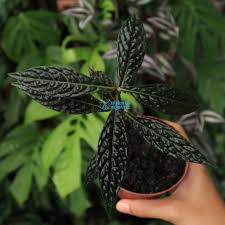 Image result for Ardisia