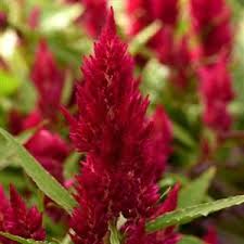 Sunday Cherry Celosia Fall Flowers Flowers Summer Art