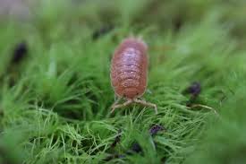 Image result for Isoglossa perdita