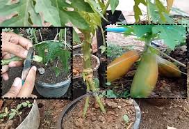 Cara Tanam Pokok Betik Super Kerdil Supaya Berbuah Diatas Tanah Tanaman Petani Pasu