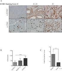 Blood tests for cancer/tumor markers are used to detect cancer activity in the body. Plos One Susd2 Promotes Tumor Associated Macrophage Recruitment By Increasing Levels Of Mcp 1 In Breast Cancer