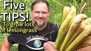 But not just some lemongrass a lot, in fact, a ton of lemongrass from just one. 5 Tips How To Grow A Ton Of Lemongrass At Home Youtube