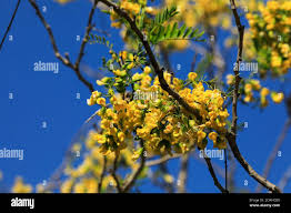 Image result for Calpurnia aurea