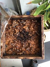 Cara panen madu kelulut agar bisa memanen hasil dari kegiatan budidaya lebah, ada 2 teknik yang biasa digunakan untuk memanen, anda bisa memilih salah satu. Sarang Madu Kelulut Beserta Sarang Dan Madu Kelulut Facebook