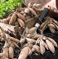 To grow a dahlia plant, all you need is one tuber with one eye/sprout. 8 Tips For Growing Better Dahlias
