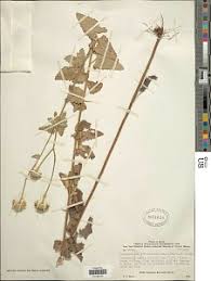 Image result for Anisopappus chinensis