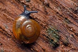 Image result for Oxyrhachis gracillima