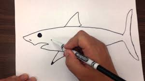 How To Draw A Great White Shark Step By Step Easy Drawings Shark Drawing Easy Hibiscus Drawing