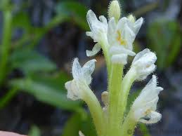 Image result for Heteranthera callifolia