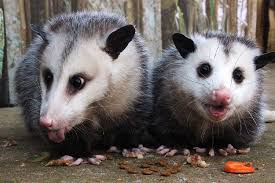 Maybe you would like to learn more about one of these? Nature S Garbage Men Opossums Are Plentiful Productive And Really Most Sincerely Odd
