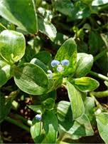 Image result for Aeschynomene mossambicensis