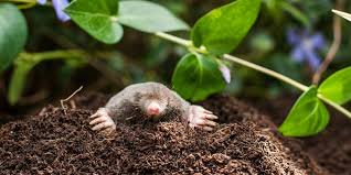 Image result for plašič krtků z pet lahve