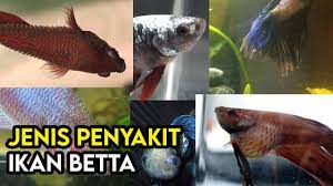 Browse & discover thousands of book titles, for less. Kenali Jenis Jenis Dan Cara Merawat Penyakit Ikan Betta Some Bullet For Your Head