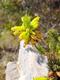 Image result for Erica wildii