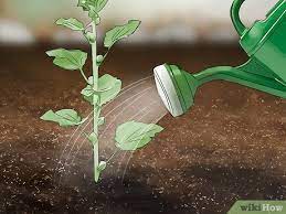 The nyt is quoting frank swiaczny, a german demographer who was chief of population trends and analysis for the united nations until last year How To Grow Hollyhocks With Pictures Wikihow