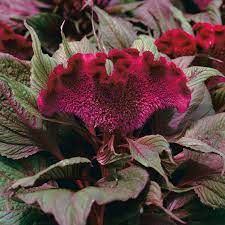 Celosia Flower Poisonous Best Flower Wallpaper