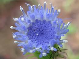 Image result for Crassocephalum rubens