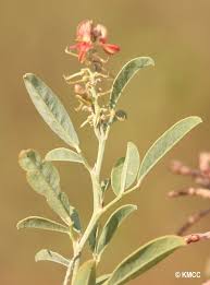 Image result for Indigofera emarginella