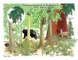 Gallery Of Full Sized Full Color Art For Licensingbiomes Temperate Rainforest Biomes Rainforest Food Web