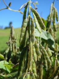 Image result for Neonotonia wightii