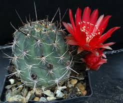 Image result for Tricalysia schliebenii