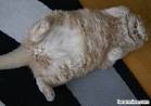 Scottish Fold Munchkins – Traits, Size and Lifespan ...