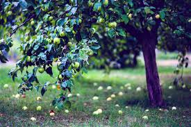 We did not find results for: Entrust To Us The Design Of Your Fruit Garden Aesthetic And Edible Garden Valuable Trees Arboriculture Advices Tree Management Landscape Design