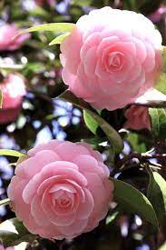 Most Beautiful Pink Flowers In The World Camellia Flower Beautiful Pink Flowers Beautiful Flowers Beautiful Flowers Photography