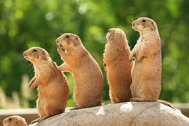 Image result for Cynomys gunnisoni obrázek