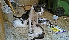 Evde yaşayan kedilerin sokak kedilerine göre hareket kabiliyetleri daha düşüktür ve sokak hayatına karşı becerileri gelişmemiştir. Ev Kedisi Sokakta Yasayabilir Mi Kedimi Sokaga Biraktim Suzionline