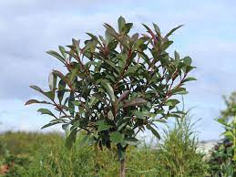 It is a compact shrub with an erect habit. Glanzmispel Robusta Compact Photinia Fraseri Robusta Compact Baumschule Horstmann