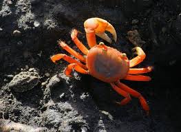 Crabe Touloulou Crabe Plateau De Fruits De Mer Assiette De Fruits