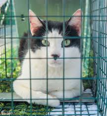 Even the most socialized cat can panic when grabbed, and can scratch or bite you. How You Can Help Community Cats A Step By Step Guide To Trap Neuter Return Alley Cat Allies