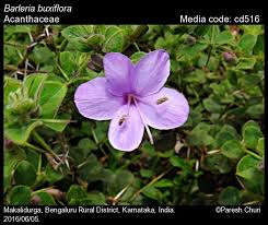 Image result for Barleria boehmii