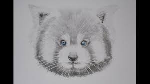 Greatbigcanvas.com has been visited by 100k+ users in the past month How To Draw A Red Panda Youtube