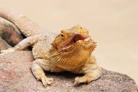 Maybe you would like to learn more about one of these? The Inland Bearded Dragon Pogona Vitticeps Desertusa
