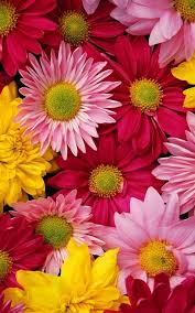 Beautiful Natural Chrysanthemum Wallpaper Iphone Best Iphone Wallpaper Flower Iphone Wallpaper Wallpaper Nature Flowers Hd Flower Wallpaper