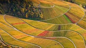 Nur bayern hat in bezug auf angemeldete patente noch die nase vorn. Deutschland Baden Wurttemberg Baume Weinberge Schone Landschaft Draufsicht 1920x1080 Full Hd 2k Hintergrundbilder Hd Bild