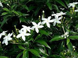 Jasmine flowers are typically white, though there are some exceptions such as yellow jasmine, also known as carolina jasmine or jessamine. 28 Awesome Benefits Of Jasmine