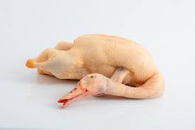 نتیجه جستجوی لغت [canard] در گوگل