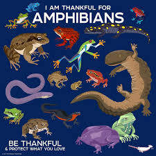 Peppermint Narwhal On Instagram I Am Thankful For Amphibians Bethankful Peppermintnarwhal 2019 Animal Holiday C Fun Facts About Animals Amphibians Animals