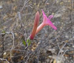 Image result for Lepistemon