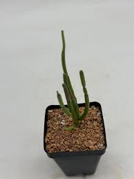 Image result for Cynanchum viminale