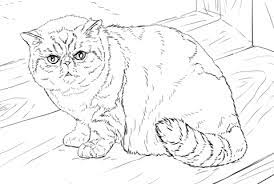 Teachers give students this task of cat coloring pages for their holidays. 24 Katzen Malvorlagen Ideas Cat Coloring Page Coloring Pages Cat Colors