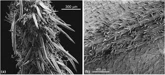 Image result for Manniophyton