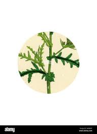 Image result for Caucanthus auriculatus