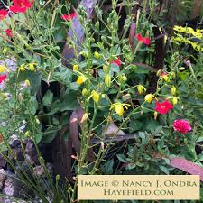 Image result for Albuca sp. no. 1