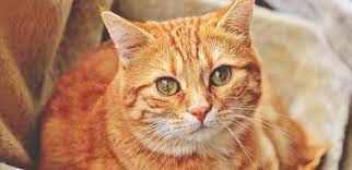 Check spelling or type a new query. Arti Mimpi Dikejar Kucing 10 Tafsir Menurut Psikolog Dan Primbon Jawa
